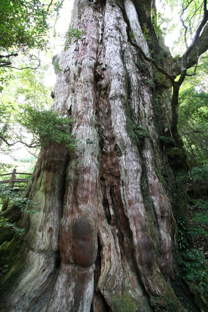高松空港 種子島空港 直行チャーター便で行く 屋久島 種子島ツアー トラベルビジョン